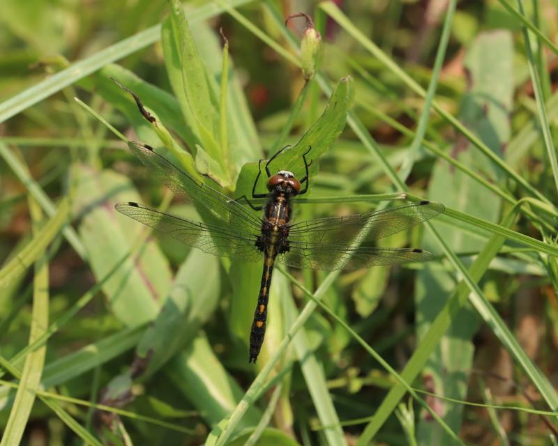 Photo of Dot-tailed Whiteface