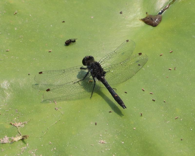 Photo of Dot-tailed Whiteface