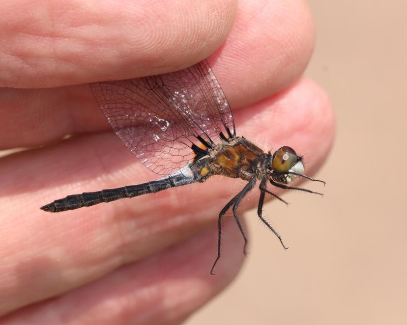 Photo of Frosted Whiteface