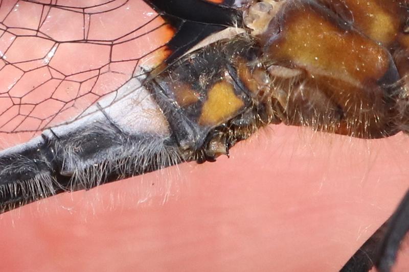 Photo of Frosted Whiteface