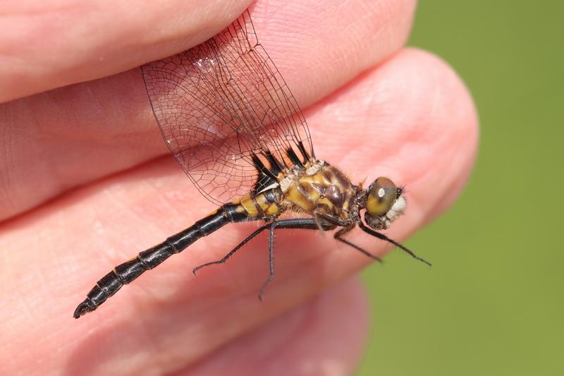 Photo of Hudsonian Whiteface