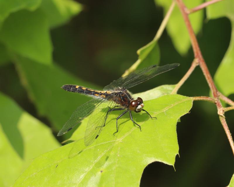 Photo of Dot-tailed Whiteface
