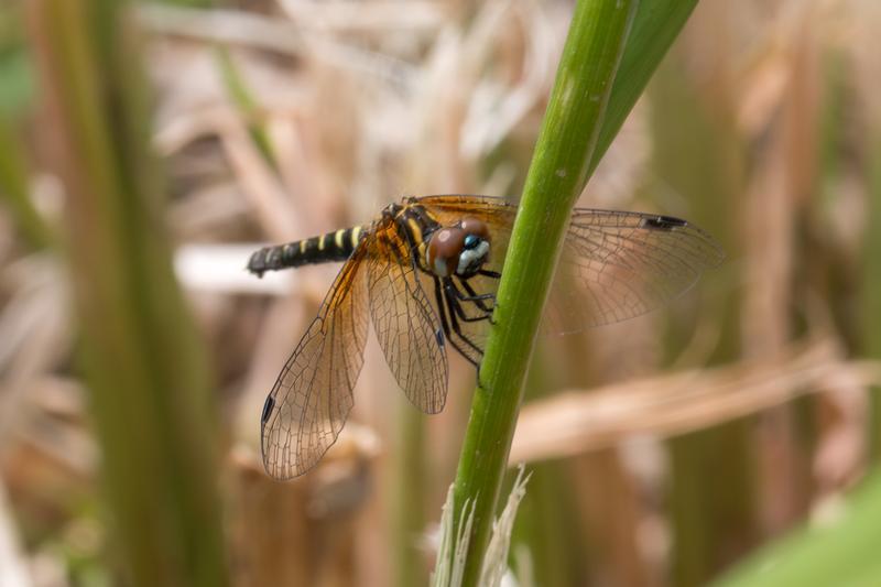 Photo of Elfin Skimmer