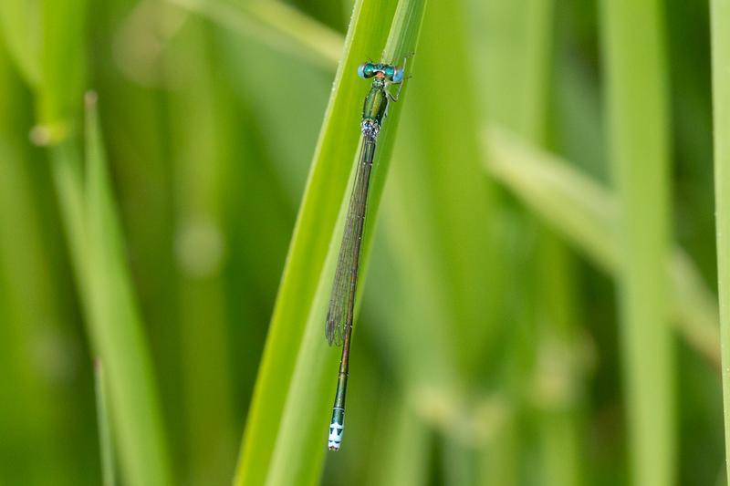 Photo of Sedge Sprite