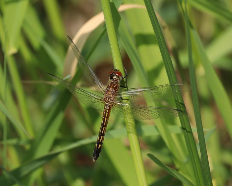 Photo of Blue Dasher