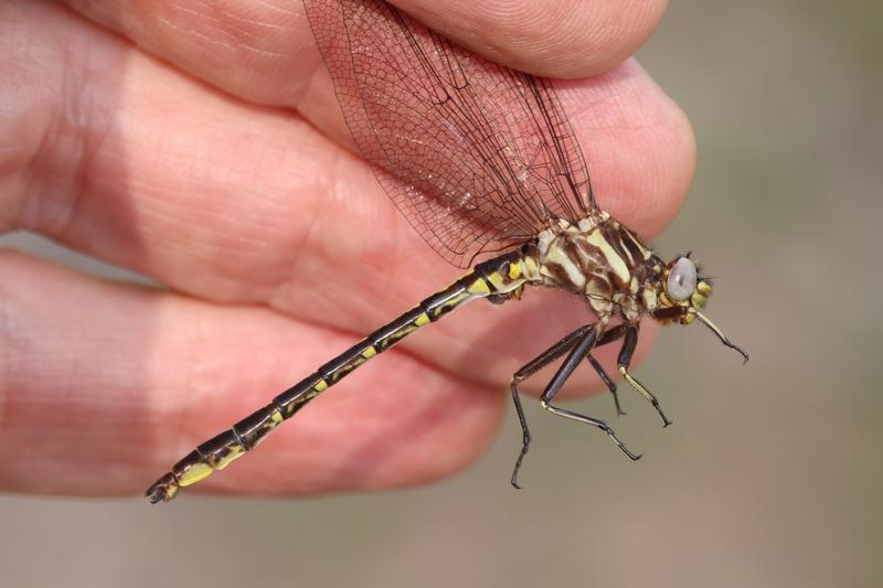 Photo of Ashy Clubtail
