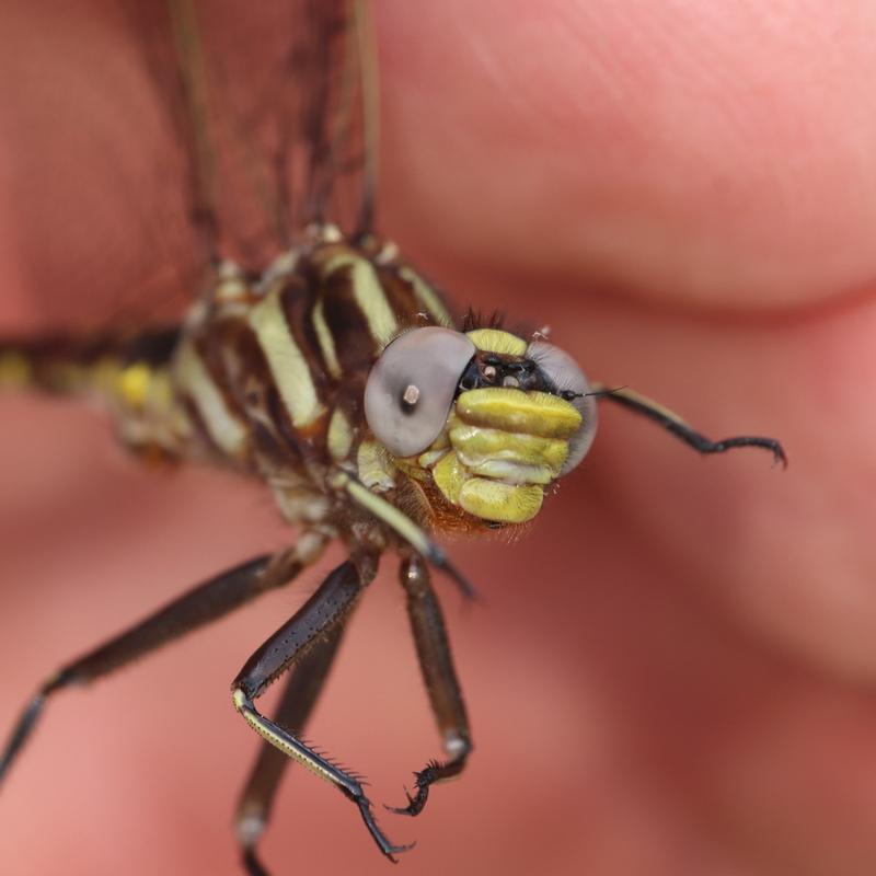 Photo of Ashy Clubtail