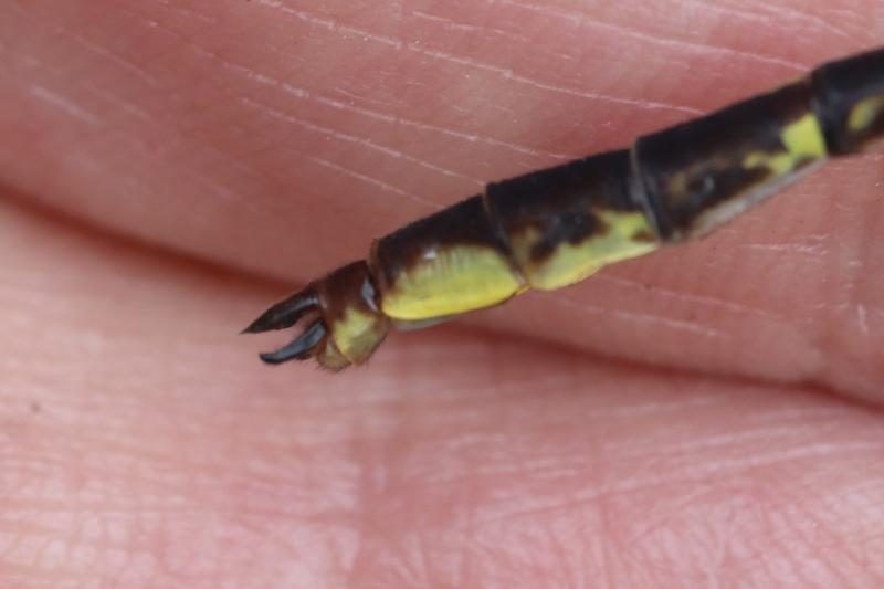 Photo of Ashy Clubtail