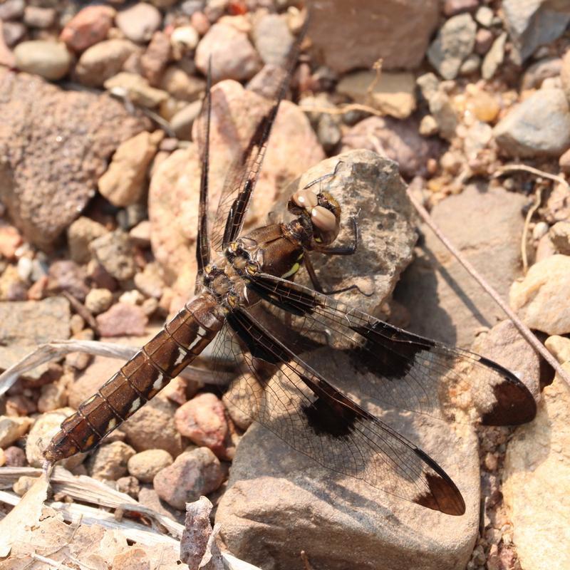 Photo of Common Whitetail