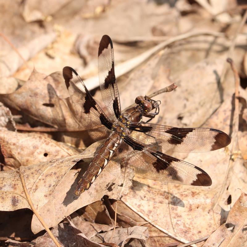 Photo of Common Whitetail