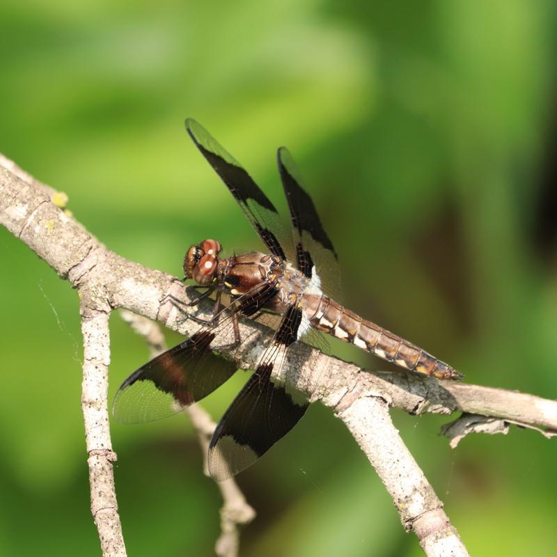 Photo of Common Whitetail