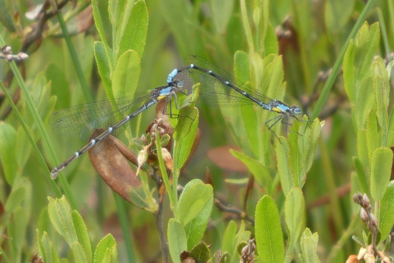 Photo of Aurora Damsel