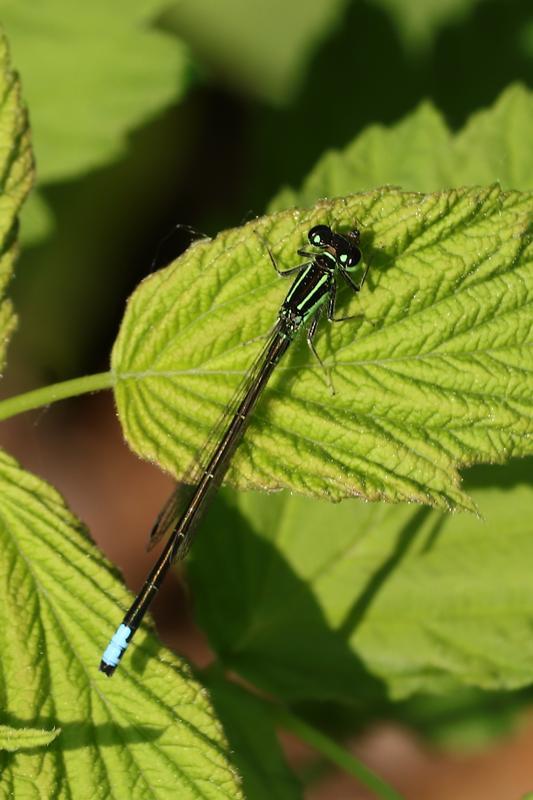Photo of Eastern Forktail