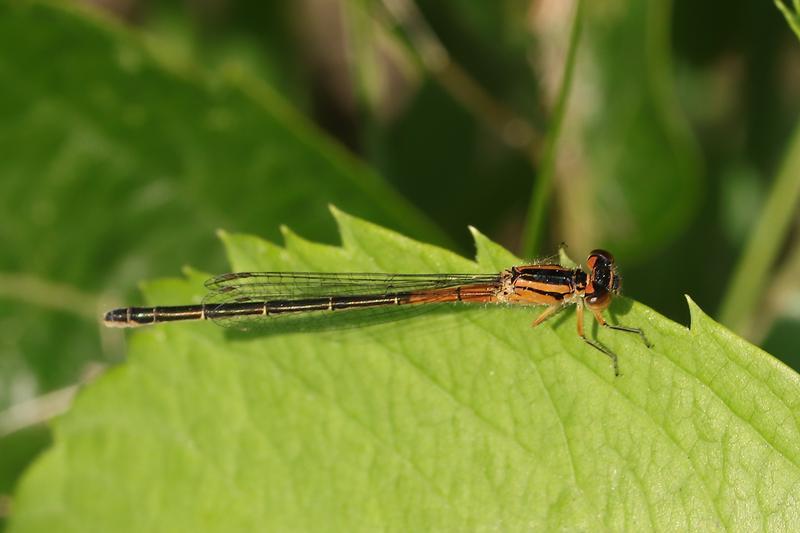 Photo of Eastern Forktail
