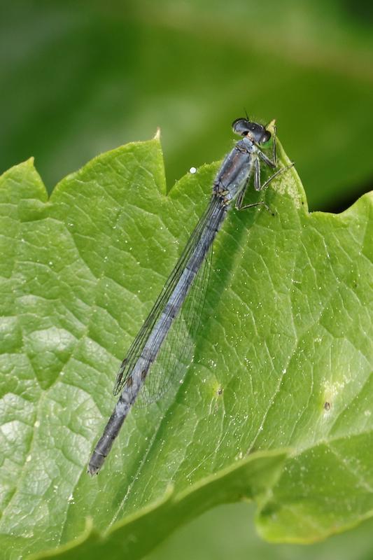 Photo of Eastern Forktail