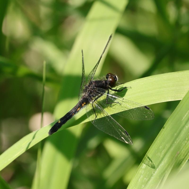 Photo of Dot-tailed Whiteface