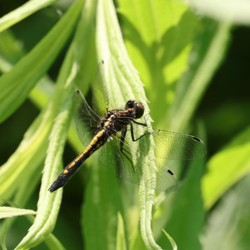 Photo of Dot-tailed Whiteface