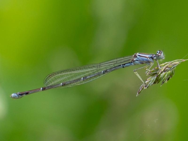 Photo of Orange Bluet