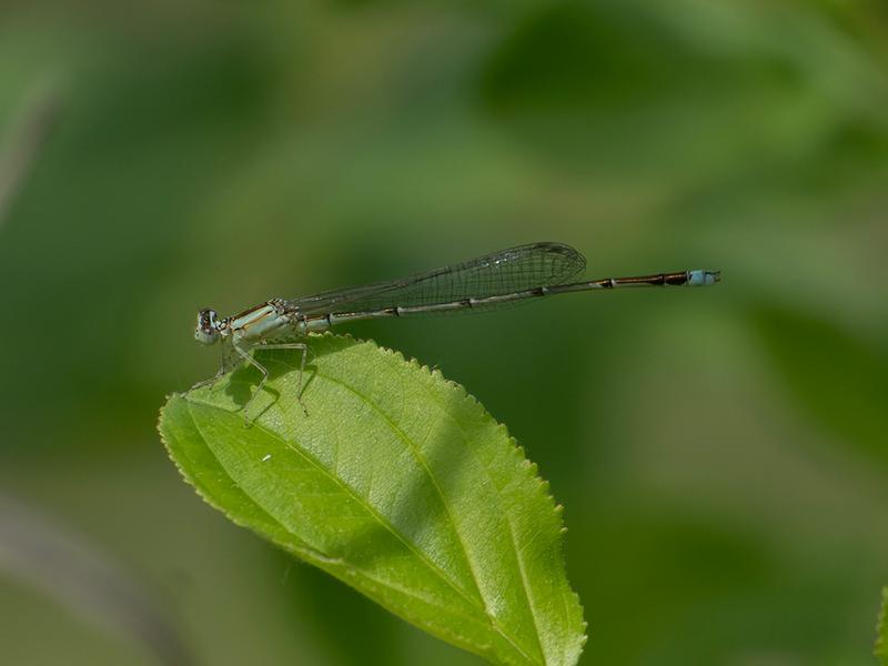 Photo of Vesper Bluet