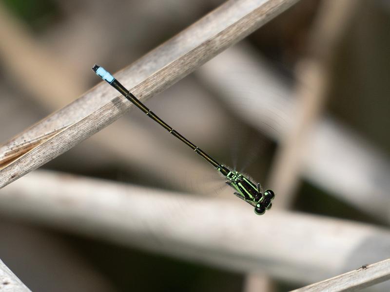 Photo of Eastern Forktail