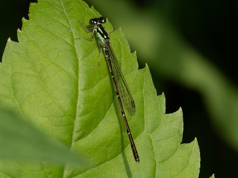 Photo of Fragile Forktail
