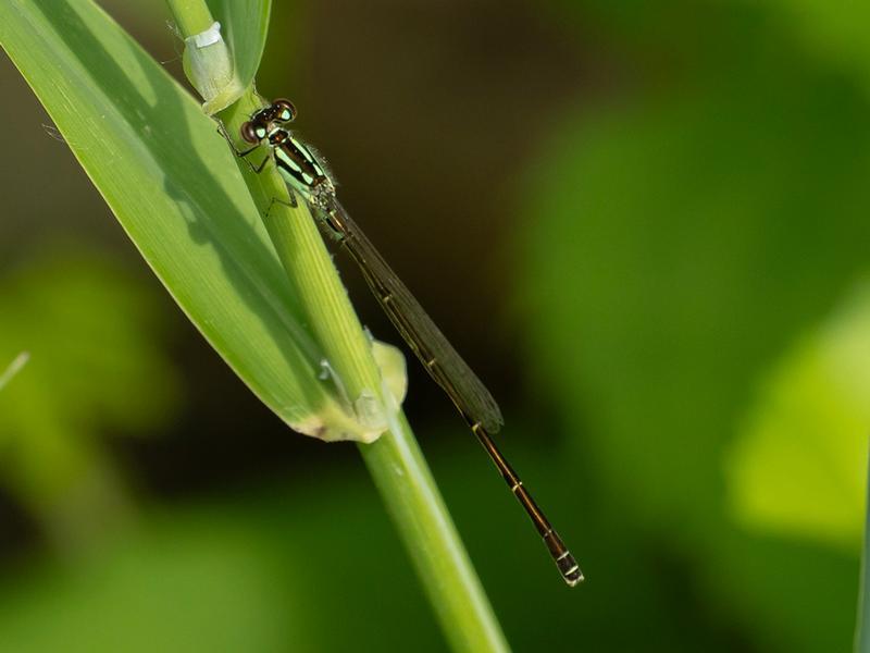 Photo of Fragile Forktail