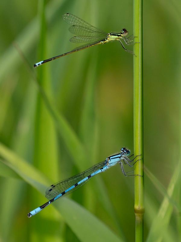 Photo of Marsh Bluet