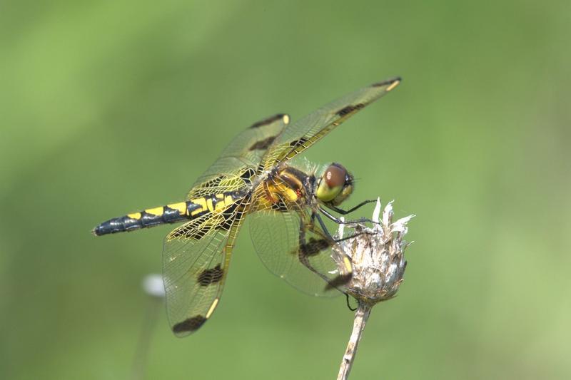 Photo of Calico Pennant