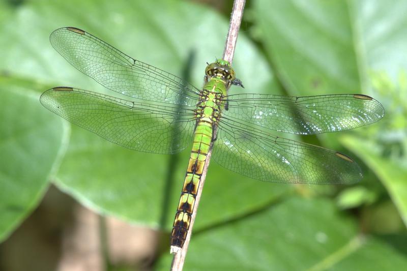 Photo of Eastern Pondhawk