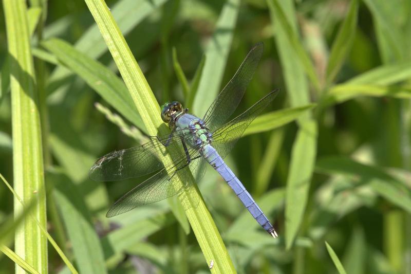 Photo of Eastern Pondhawk