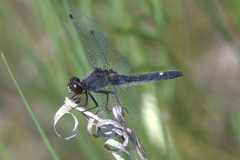 Photo of Dot-tailed Whiteface