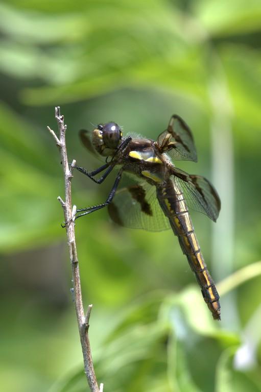 Photo of Twelve-spotted Skimmer