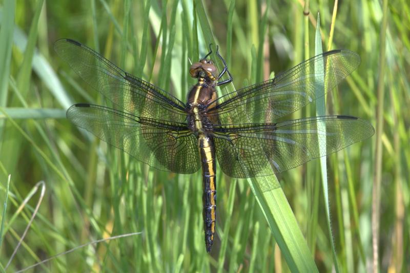 Photo of Widow Skimmer