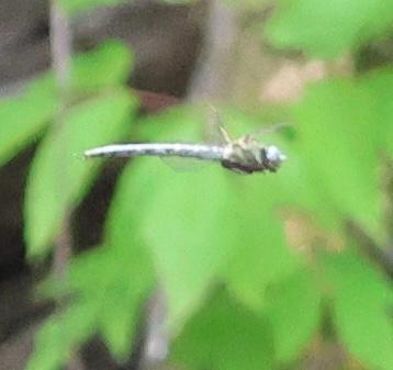 Photo of Cyrano Darner