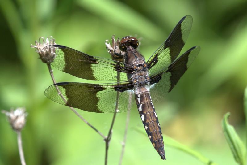 Photo of Common Whitetail
