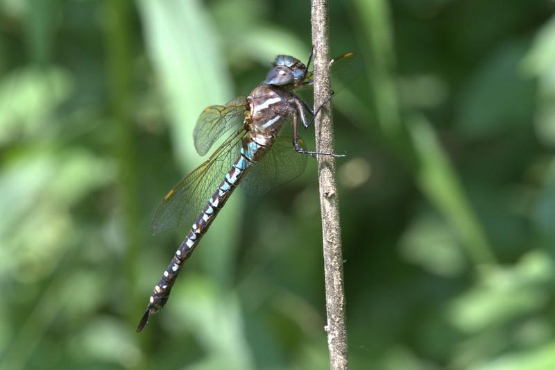 Photo of Spatterdock Darner