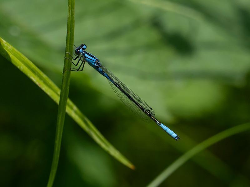 Photo of Azure Bluet