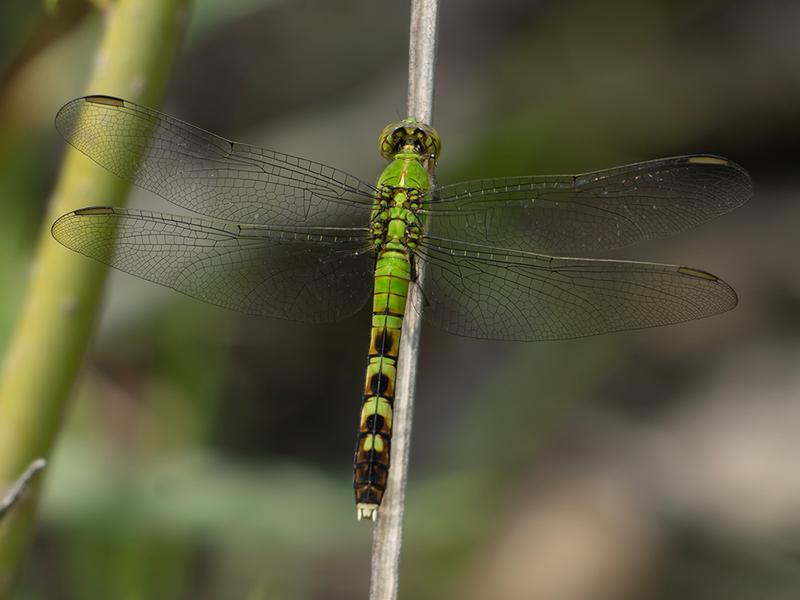 Photo of Eastern Pondhawk