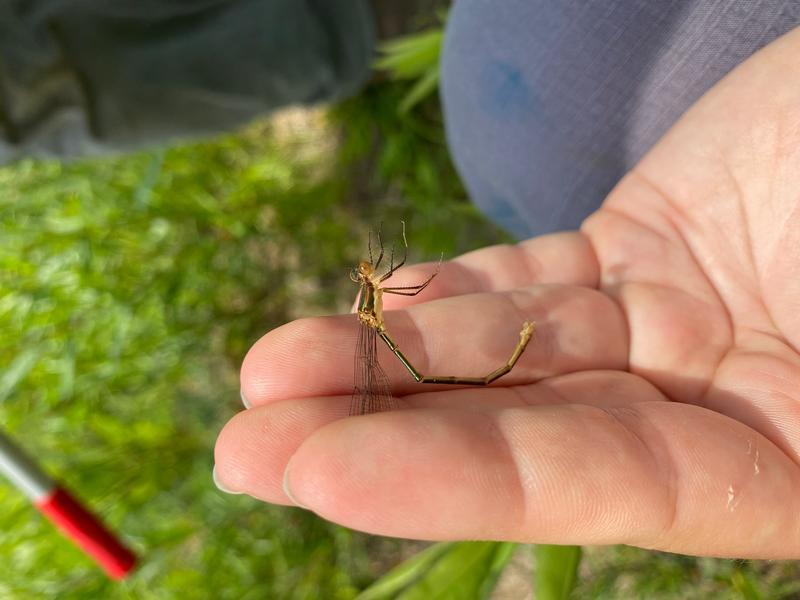 Photo of Elegant Spreadwing