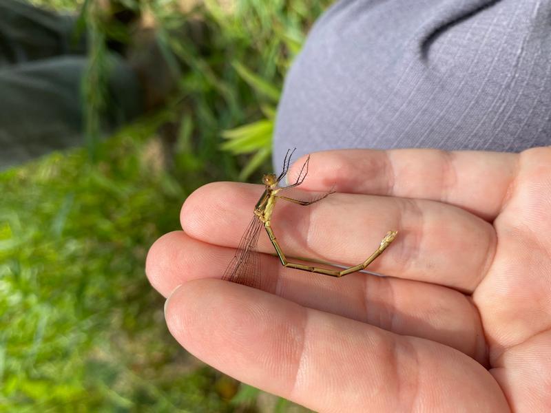 Photo of Elegant Spreadwing