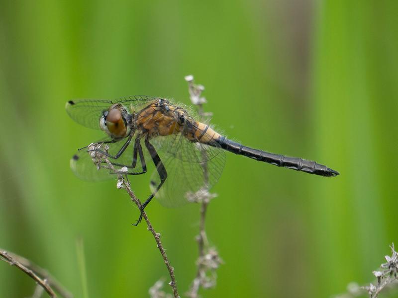 Photo of Frosted Whiteface