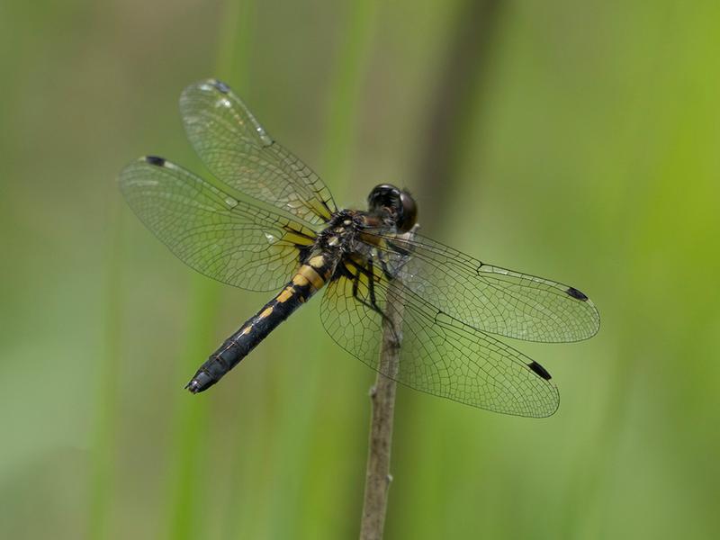 Photo of Frosted Whiteface