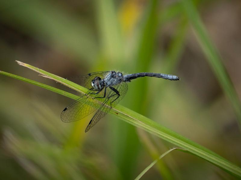 Photo of Elfin Skimmer
