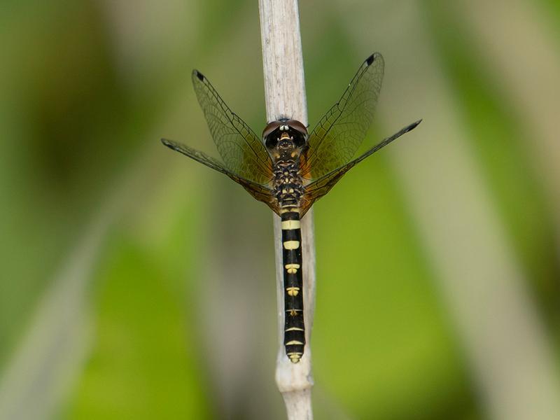 Photo of Elfin Skimmer