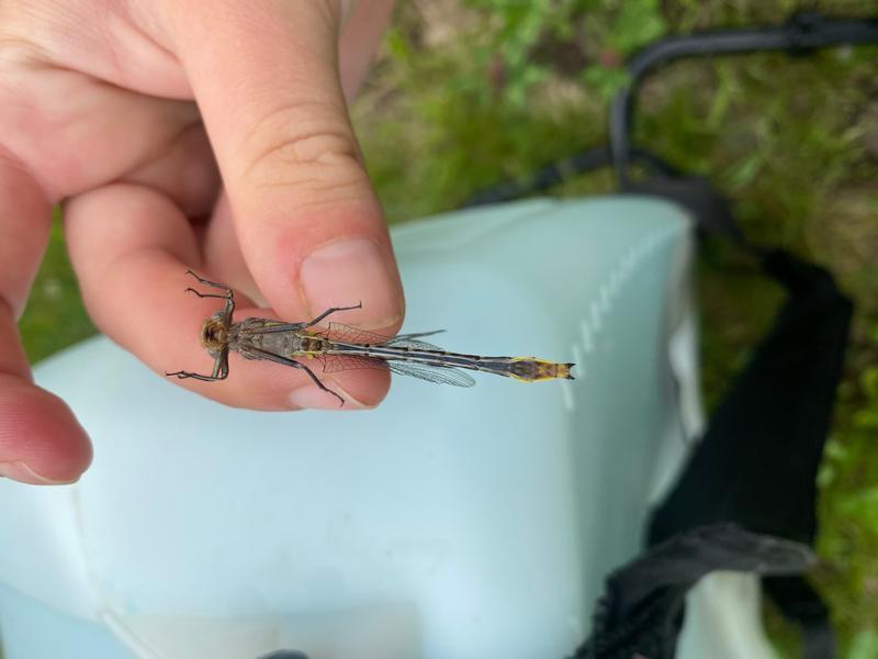 Photo of Lancet Clubtail