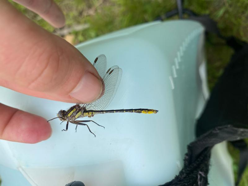 Photo of Lancet Clubtail