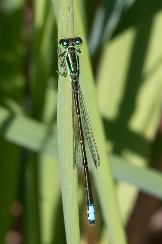 Photo of Eastern Forktail