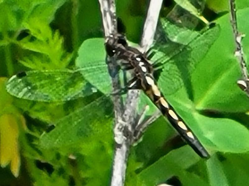 Photo of Hudsonian Whiteface