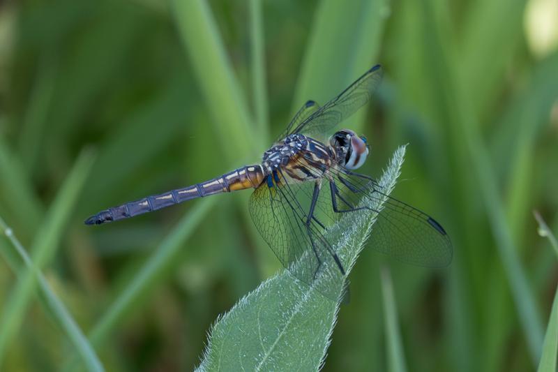 Photo of Blue Dasher
