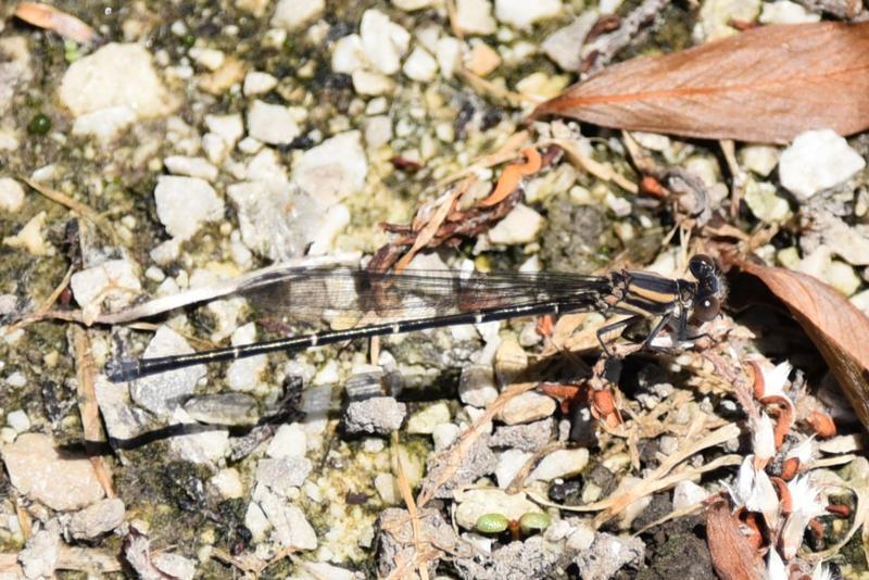 Photo of Blue-tipped Dancer